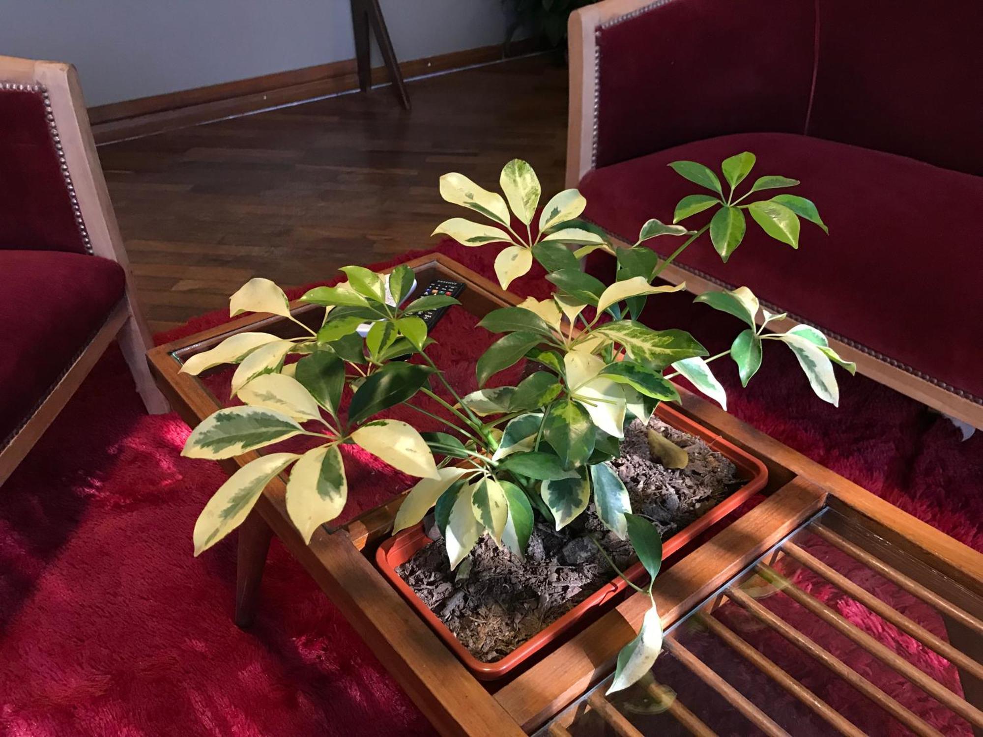 Marin Apartments Puerto Iguazu Phòng bức ảnh